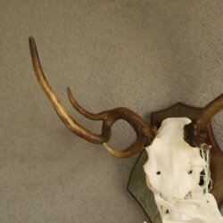 abnormes Damhirsch Dam Hirsch Geweih Hirschgeweih mit ganzer Nase und Unterkiefer auf Trophäenschild Höhe 73 cm