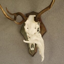 abnormes Damhirsch Dam Hirsch Geweih Hirschgeweih mit ganzer Nase und Unterkiefer auf Trophäenschild Höhe 73 cm