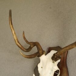 abnormes Damhirsch Dam Hirsch Geweih Hirschgeweih mit ganzer Nase und Unterkiefer auf Trophäenschild Höhe 73 cm