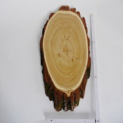 Acacia trofeeplaat Rothirsch gewei hert hertengewei boomplaat AF 39-40 cm