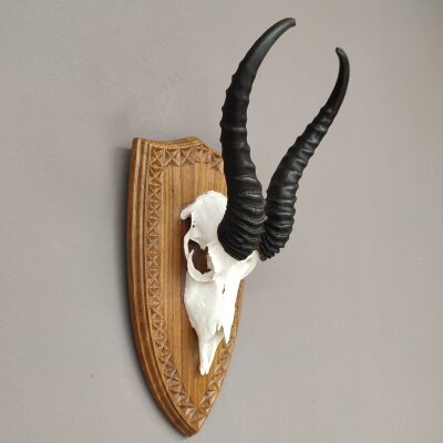 Springbock Antilope Trophäe Schädeltrophäe auf Trophäenschild HL 33,5 cm Deko taxidermy #88.6.53