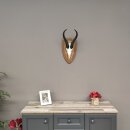 Springbock Antilope Trophäe Schädeltrophäe auf Trophäenschild HL 33,5 cm Deko taxidermy #88.6.53