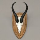 Springbock Antilope Trophäe Schädeltrophäe auf Trophäenschild HL 33,5 cm Deko taxidermy #88.6.53