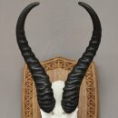 Springbock Antilope Trophäe Schädeltrophäe auf Trophäenschild HL 33,5 cm Deko taxidermy #88.6.53