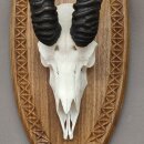 Springbock Antilope Trophäe Schädeltrophäe auf Trophäenschild HL 33,5 cm Deko taxidermy #88.6.53