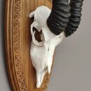 Springbock Antilope Trophäe Schädeltrophäe auf Trophäenschild HL 33,5 cm Deko taxidermy #88.6.53