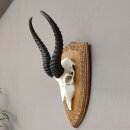 Springbock Antilope Trophäe Schädeltrophäe auf Trophäenschild HL 33,5 cm Deko taxidermy #88.6.53