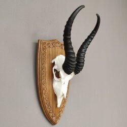 Springbock Antilope Trophäe Schädeltrophäe auf Trophäenschild HL 33,5 cm Deko taxidermy #88.6.53
