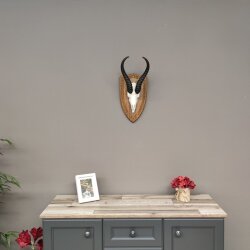 Springbock Antilope Trophäe Schädeltrophäe auf Trophäenschild HL 33,5 cm Deko taxidermy #88.6.53