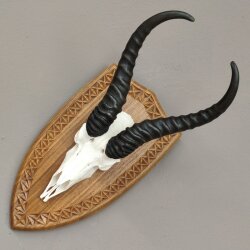 Springbock Antilope Trophäe Schädeltrophäe auf Trophäenschild HL 33,5 cm Deko taxidermy #88.6.53