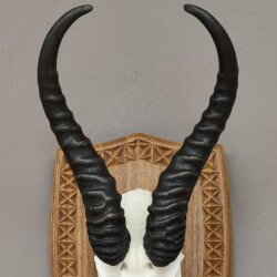 Springbock Antilope Trophäe Schädeltrophäe auf Trophäenschild HL 33,5 cm Deko taxidermy #88.6.53