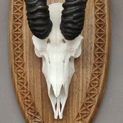 Springbock Antilope Trophäe Schädeltrophäe auf Trophäenschild HL 33,5 cm Deko taxidermy #88.6.53