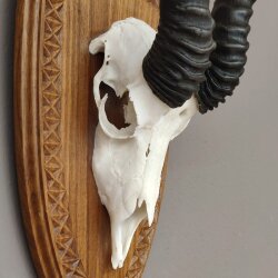 Springbock Antilope Trophäe Schädeltrophäe auf Trophäenschild HL 33,5 cm Deko taxidermy #88.6.53