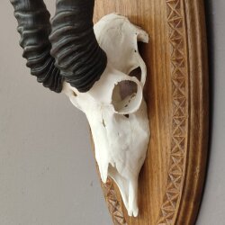 Springbock Antilope Trophäe Schädeltrophäe auf Trophäenschild HL 33,5 cm Deko taxidermy #88.6.53