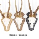 5 pièces de trophées de chasse au chevreuil, petits, marron, AF 19 cm x 11 cm, avec 5 pièces de pinces à bois