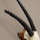 Oryx (Oryx gazella) Antilope Spießbock Afrika Schädeltrophäe Hornlänge 87 cm auf Trophäenschild