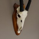 Oryx (Oryx gazella) Antilope Spießbock Afrika Schädeltrophäe Hornlänge 87 cm auf Trophäenschild