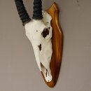 Oryx (Oryx gazella) Antilope Spießbock Afrika Schädeltrophäe Hornlänge 87 cm auf Trophäenschild