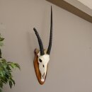 Oryx (Oryx gazella) Antilope Spießbock Afrika Schädeltrophäe Hornlänge 87 cm auf Trophäenschild