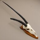 Oryx (Oryx gazella) Antilope Spießbock Afrika Schädeltrophäe Hornlänge 87 cm auf Trophäenschild