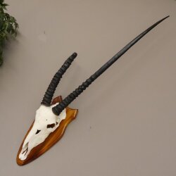 Oryx (Oryx gazella) Antilope Spießbock Afrika Schädeltrophäe Hornlänge 87 cm auf Trophäenschild