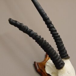 Oryx (Oryx gazella) Antilope Spießbock Afrika Schädeltrophäe Hornlänge 87 cm auf Trophäenschild