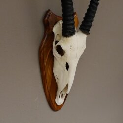 Oryx (Oryx gazella) Antilope Spießbock Afrika Schädeltrophäe Hornlänge 87 cm auf Trophäenschild