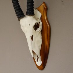 Oryx (Oryx gazella) Antilope Spießbock Afrika Schädeltrophäe Hornlänge 87 cm auf Trophäenschild