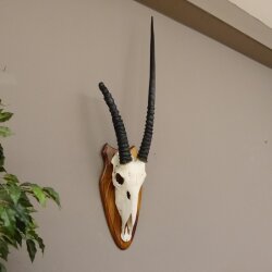 Oryx (Oryx gazella) Antilope Spießbock Afrika Schädeltrophäe Hornlänge 87 cm auf Trophäenschild