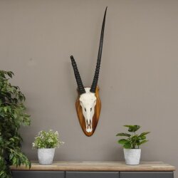Oryx (Oryx gazella) Antilope Spießbock Afrika Schädeltrophäe Hornlänge 87 cm auf Trophäenschild