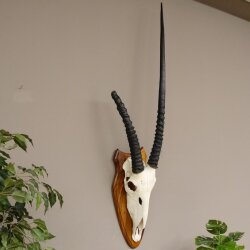 Oryx (Oryx gazella) Antilope Spießbock Afrika Schädeltrophäe Hornlänge 87 cm auf Trophäenschild