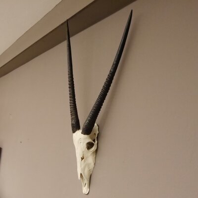 starke Oryx (Oryx gazella) Antilope Spießbock Afrika Schädeltrophäe Hornlänge 82 cm #88.3.72