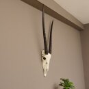 starke Oryx (Oryx gazella) Antilope Spießbock...