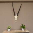 starke Oryx (Oryx gazella) Antilope Spießbock Afrika Schädeltrophäe Hornlänge 82 cm #88.3.72