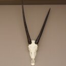 starke Oryx (Oryx gazella) Antilope Spießbock Afrika Schädeltrophäe Hornlänge 82 cm #88.3.72