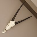 starke Oryx (Oryx gazella) Antilope Spießbock Afrika Schädeltrophäe Hornlänge 82 cm #88.3.72