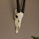 starke Oryx (Oryx gazella) Antilope Spießbock Afrika Schädeltrophäe Hornlänge 82 cm #88.3.72