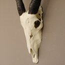 starke Oryx (Oryx gazella) Antilope Spießbock Afrika Schädeltrophäe Hornlänge 82 cm #88.3.72