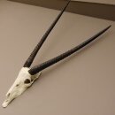 starke Oryx (Oryx gazella) Antilope Spießbock Afrika Schädeltrophäe Hornlänge 82 cm #88.3.72