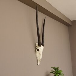 starke Oryx (Oryx gazella) Antilope Spießbock Afrika Schädeltrophäe Hornlänge 82 cm #88.3.72