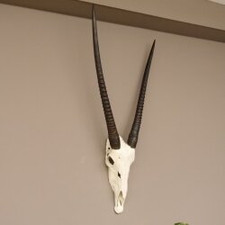 starke Oryx (Oryx gazella) Antilope Spießbock Afrika Schädeltrophäe Hornlänge 82 cm #88.3.72