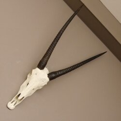 starke Oryx (Oryx gazella) Antilope Spießbock Afrika Schädeltrophäe Hornlänge 82 cm #88.3.72