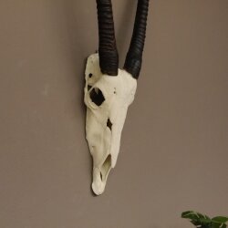 starke Oryx (Oryx gazella) Antilope Spießbock Afrika Schädeltrophäe Hornlänge 82 cm #88.3.72