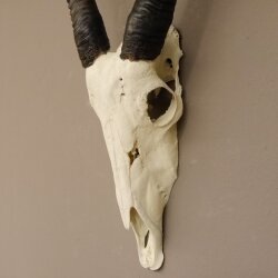 starke Oryx (Oryx gazella) Antilope Spießbock Afrika Schädeltrophäe Hornlänge 82 cm #88.3.72