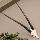 Oryx (Oryx gazella) Antilope Spießbock Afrika Schädeltrophäe Hornlänge 94 cm #88.3.73