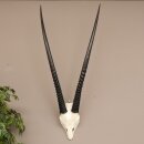Oryx (Oryx gazella) Antilope Spießbock Afrika Schädeltrophäe Hornlänge 94 cm #88.3.73