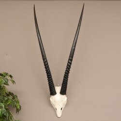 Oryx (Oryx gazella) Antilope Spießbock Afrika Schädeltrophäe Hornlänge 94 cm #88.3.73