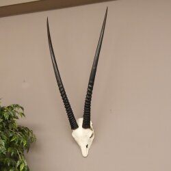 Oryx (Oryx gazella) Antilope Spießbock Afrika Schädeltrophäe Hornlänge 94 cm #88.3.73