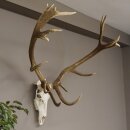 Corna di cervo rosso maschio di 18 anni Altezza 124 cm...