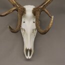 kapitales 18 Ender Rothirsch Geweih Höhe 124 cm mit ganzer Nase und ganzem Oberkiefer Hirschgeweih Hirsch